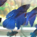 splendens